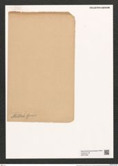Entopyla muelleri Grun. (de-Toni-Nr.: Genus 101, Species 3109) Zeichnungen Sammlung Grunow (NHMW-BOT-W0374984)